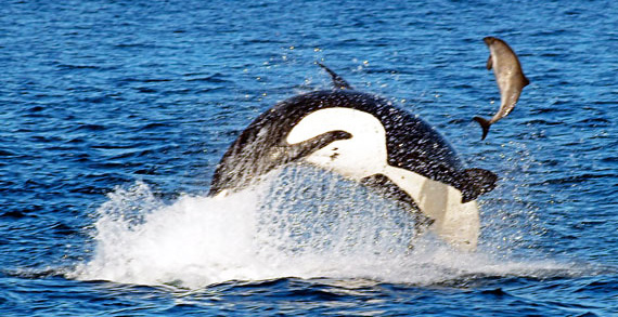 Orca killer whale chasing a salmon right out of the water